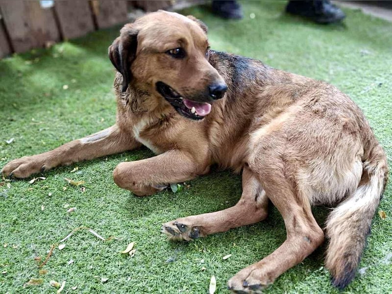 Freundlicher, ruhiger Kiran