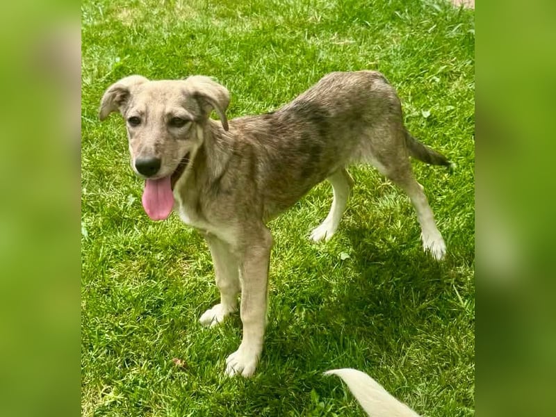 Juddy, kleine Herzensmaus sucht ihr Glück