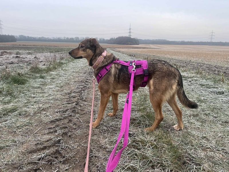 Sanfte Seele Jessy sucht ihr Für-immer-Zuhause