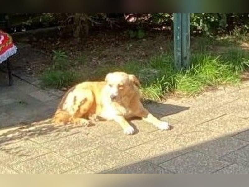 Hugo sucht ein liebevolles Zuhause mit Geduld und Geborgenheit
