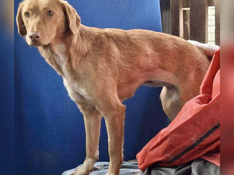 Tosca hat im Shelter Angst