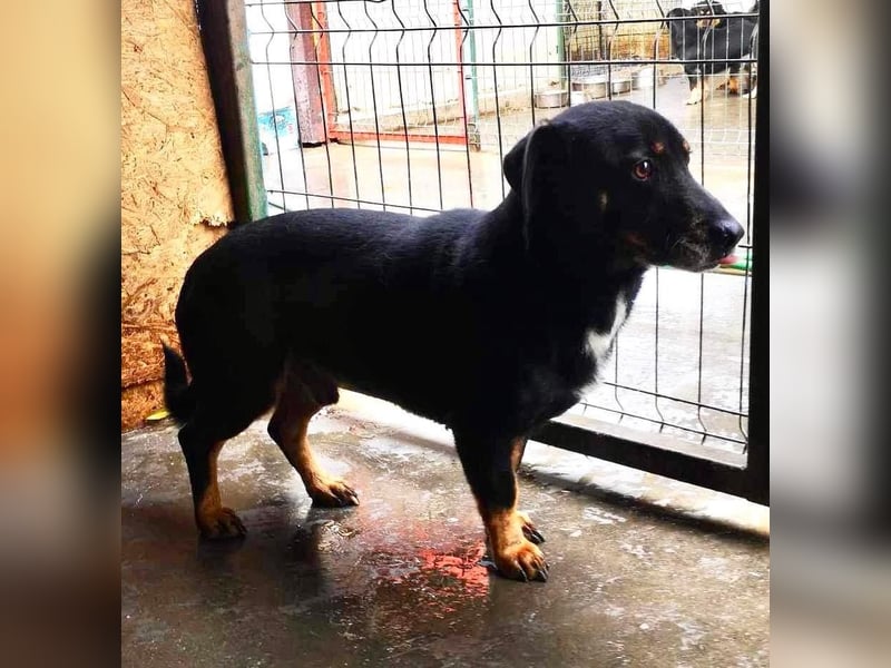 Pelle sucht geduldige und verständnisvolle Menschen