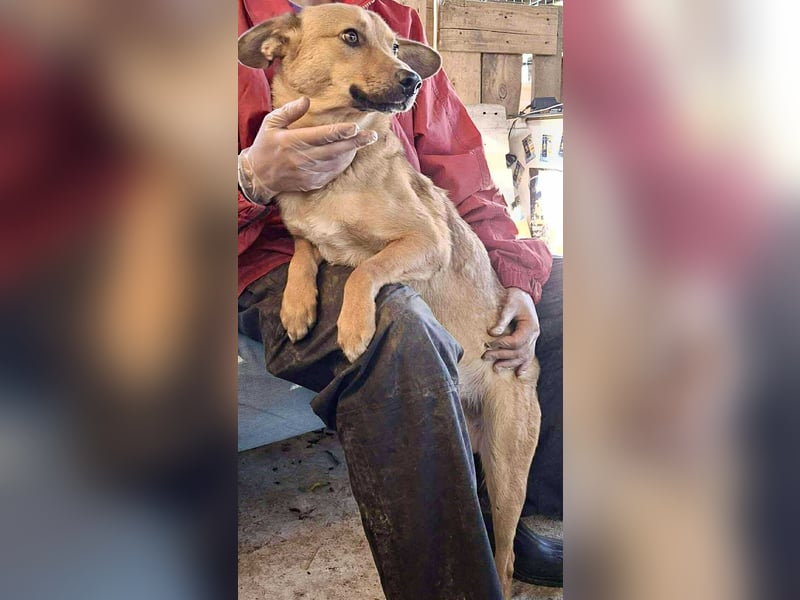 Linus – junger Rüde sucht ein geduldiges und liebevolles Zuhause