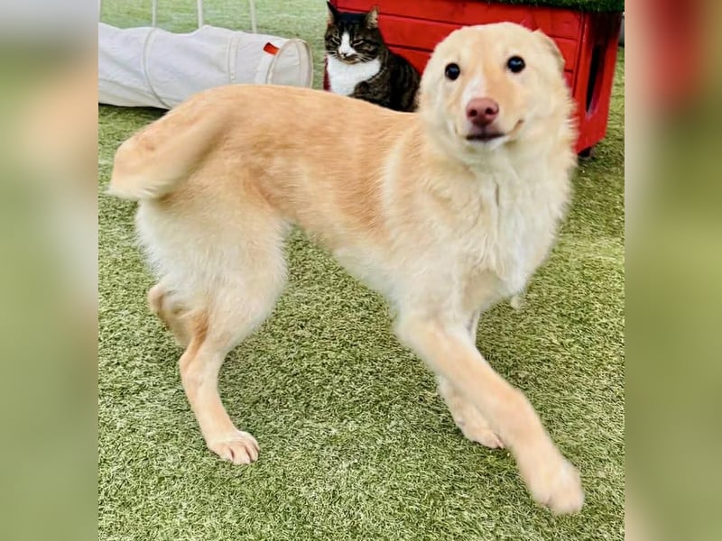 Zuckersüßes Hundemädchen Lesedi