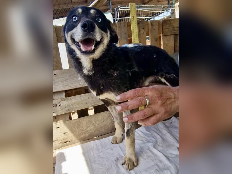 Verschmuster und verträglicher Moritz verlor sein Herrchen