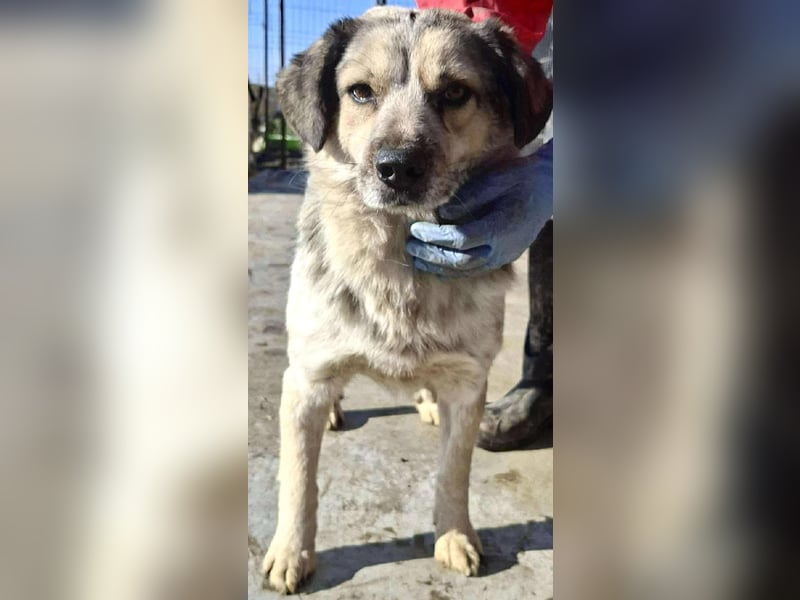 Schmusiger, verspielter Cisco