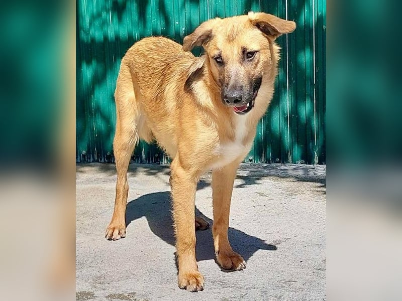 Katzenfreundlicher, lebensfroher Junghund Loyd