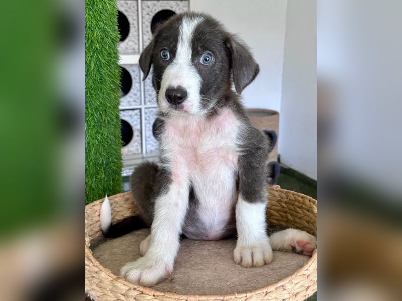 Kleiner Herzenshund Figo sucht seine Familie