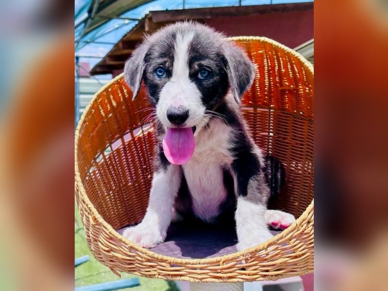 Kleiner Herzenshund Figo sucht seine Familie
