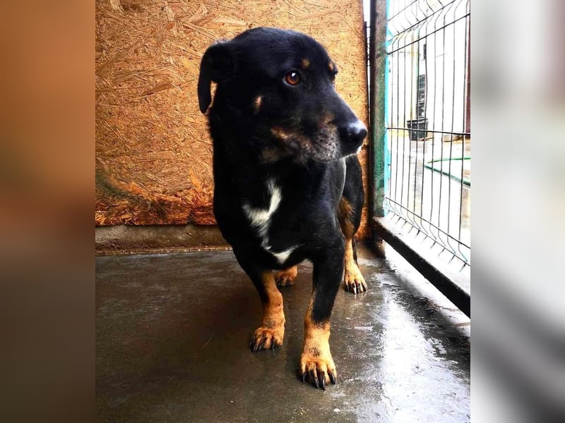 Pelle sucht geduldige und verständnisvolle Menschen