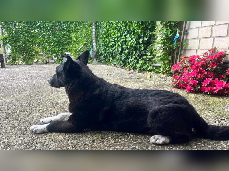 ENYA Wer verliebt sich in die clevere Hundedame?