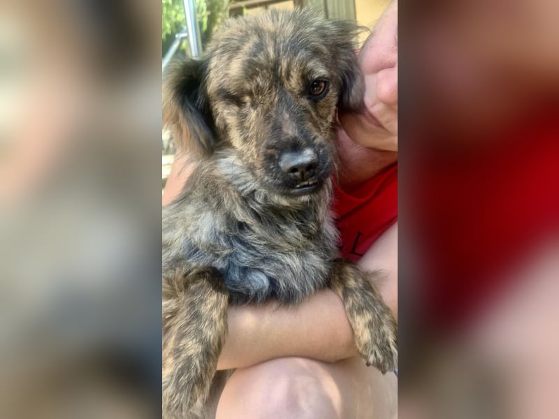 Ronja – kleine Kämpferin sucht ihr Happy End