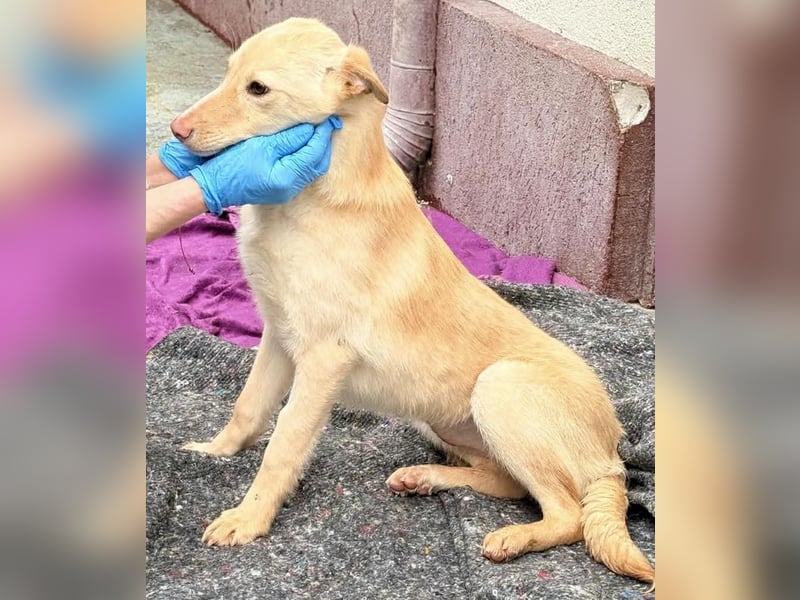 Zuckersüßes Hundemädchen Lesedi