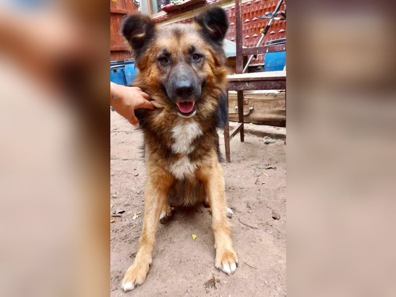 Mimo liebt Menschen und andere Hunde