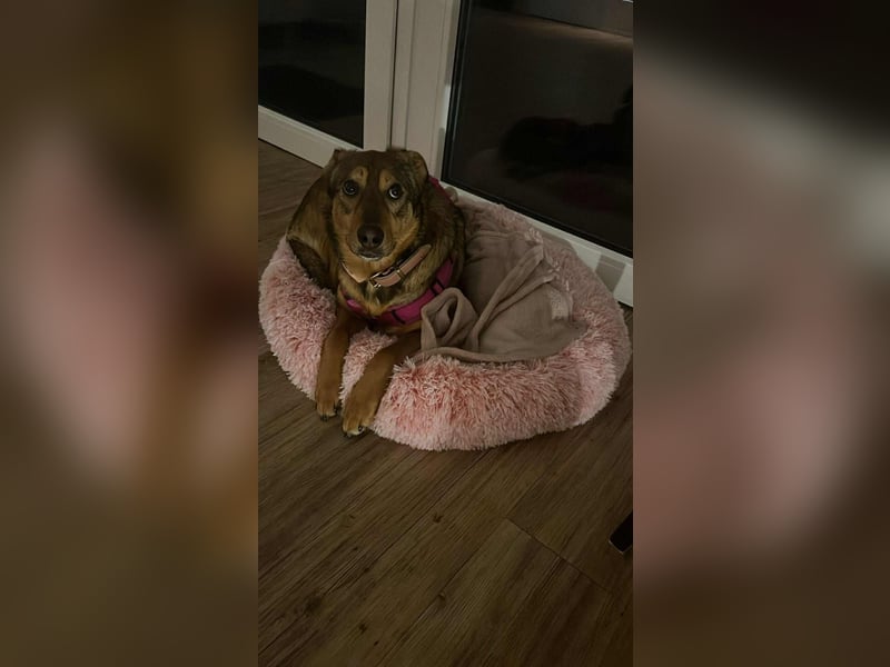 Sanfte Seele Jessy sucht ihr Für-immer-Zuhause