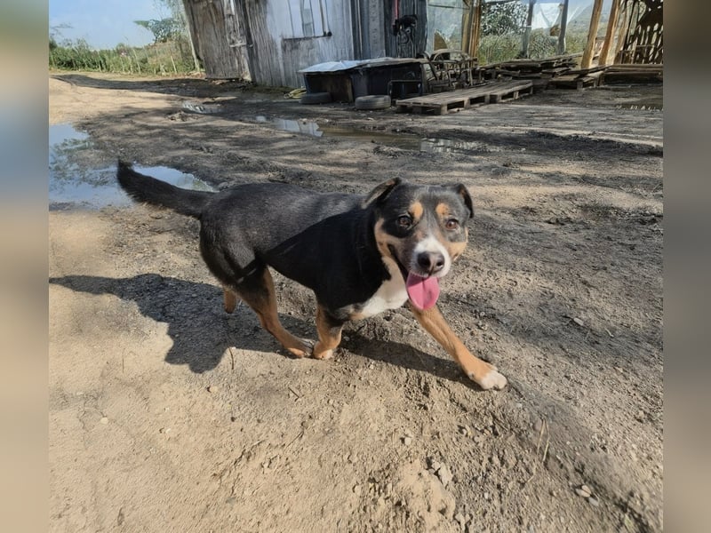 Franjo, sanfter Hundejunge sucht Menschen mit Herz und Geduld