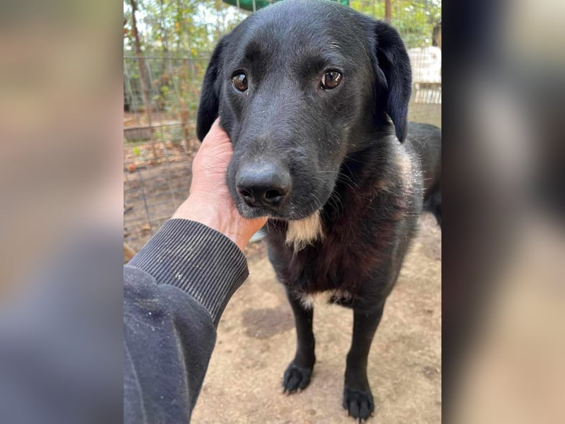 Seelenhund Mo sucht Halt und Liebe bei erfahrenen und geduldigen Menschen