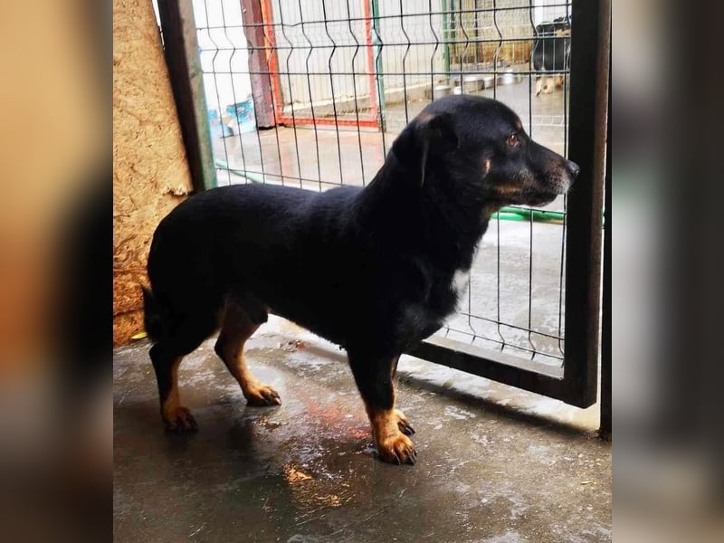 Pelle sucht geduldige und verständnisvolle Menschen