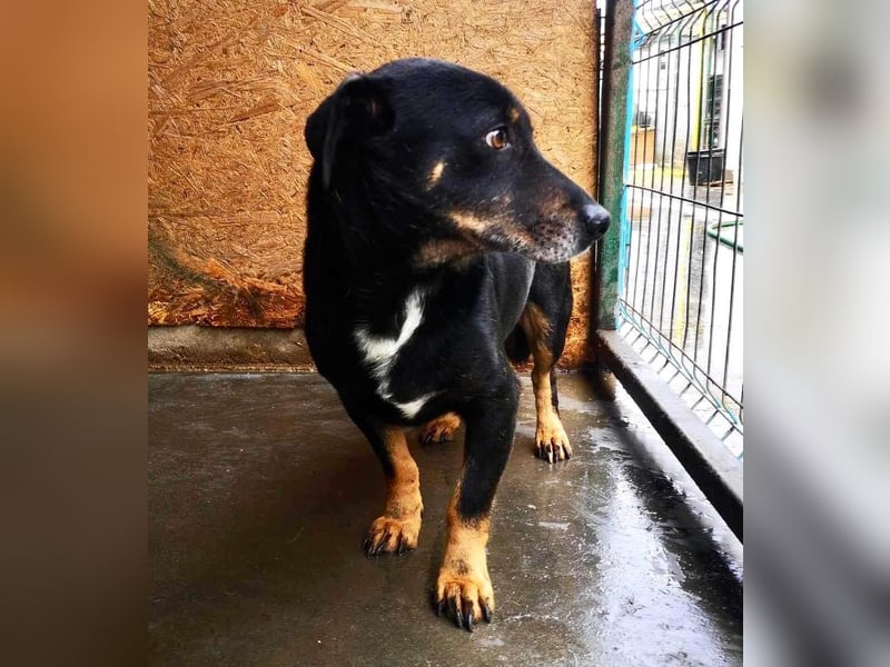 Pelle sucht geduldige und verständnisvolle Menschen