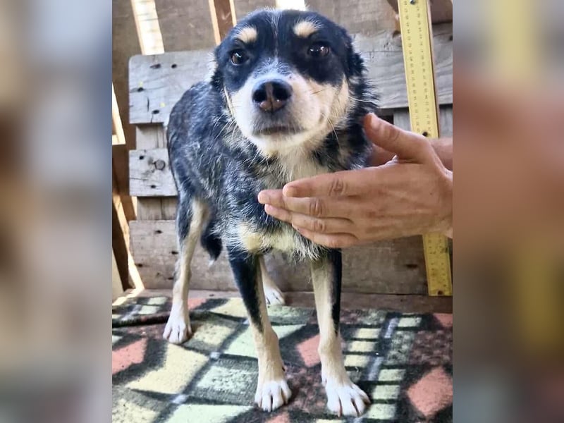 Pauli - sanfter Charmeur