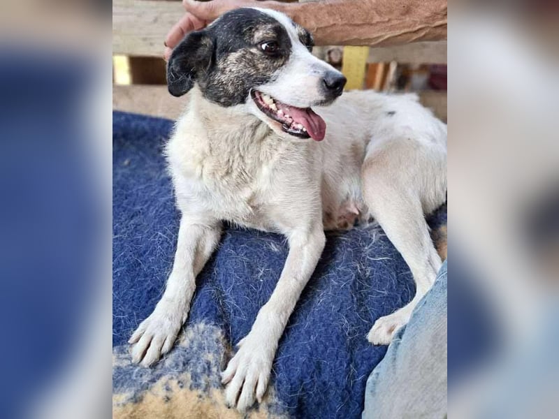 Gloria - offen und verschmust