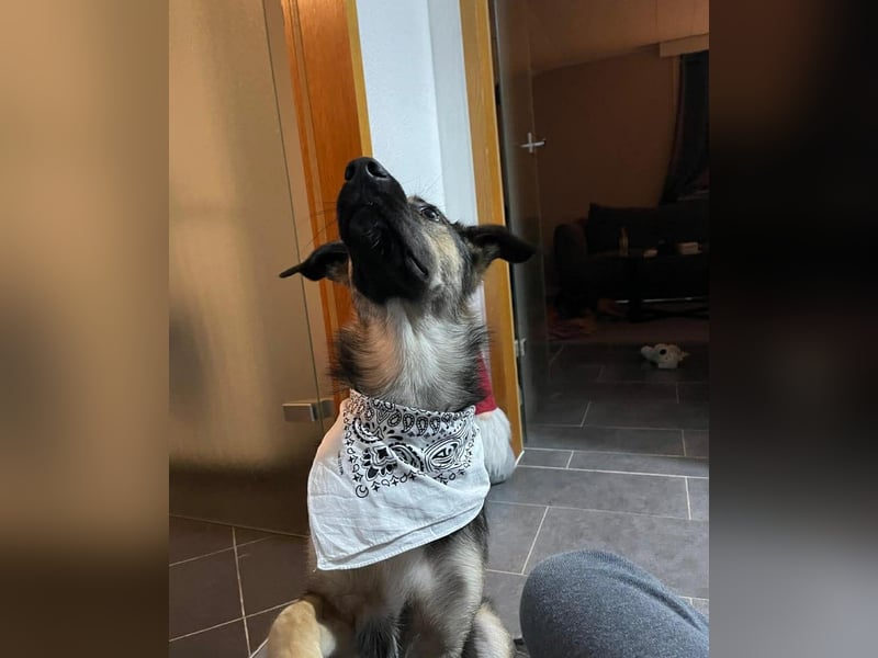 Unsichere Luna sucht erfahrenes Zuhause