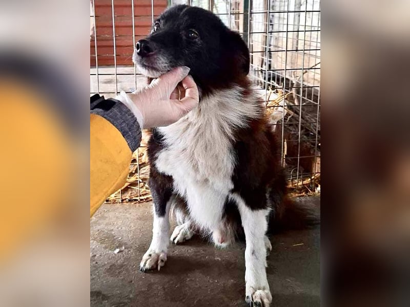 Trauriger, verwaister Pedro