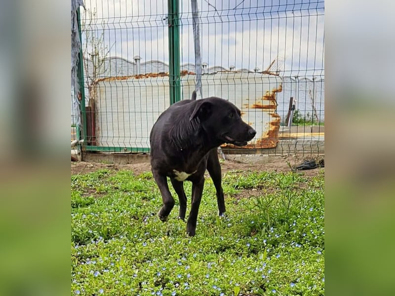 Amy – sanfte Junghündin sucht Geborgenheit