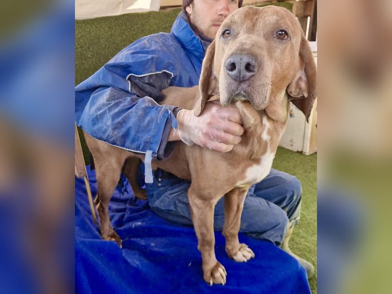 Benji.... Traumhund auf 4 Pfoten