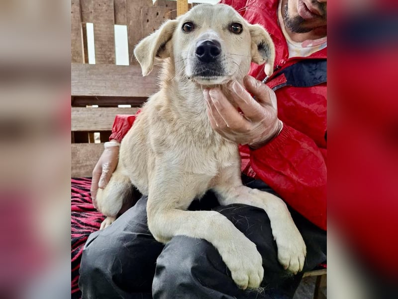 Nala – zierliche, sanfte Hündin sucht erfahrenes Zuhause