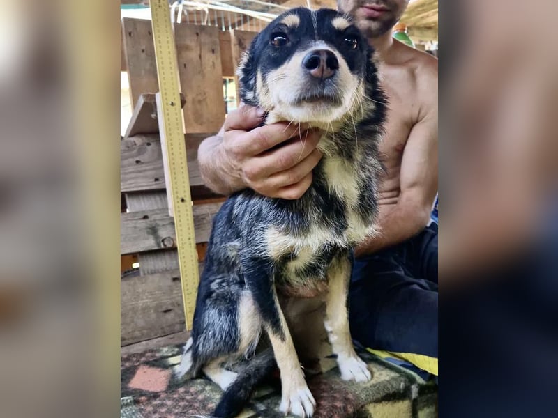 Pauli - sanfter Charmeur