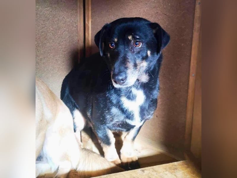 Pelle sucht geduldige und verständnisvolle Menschen