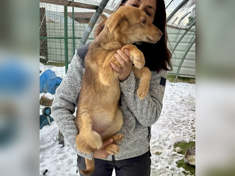 Bildhübsches Welpenmädchen Lumi