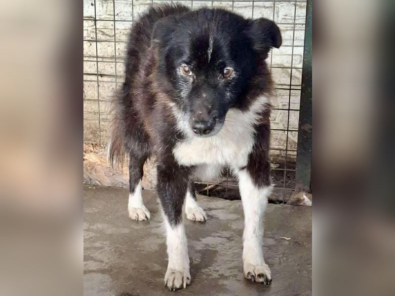 Trauriger, verwaister Pedro