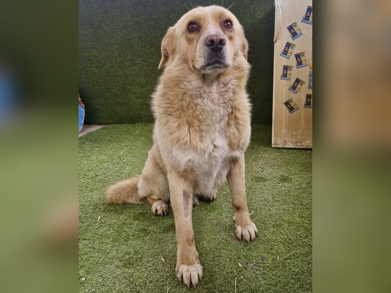 Trauriger Hugo sucht seine Familie