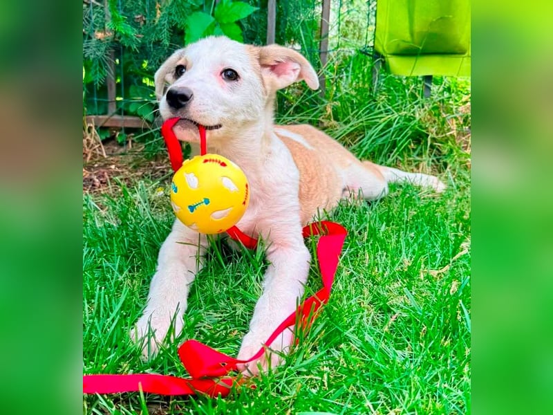 PETZI , hübsches Hundemädchen