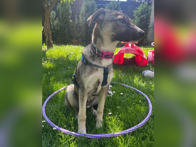 Arco - Ein besonderer Hundejunge wartet auf seine Familie