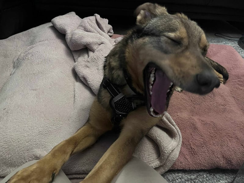 Sanfte Seele Jessy sucht ihr Für-immer-Zuhause