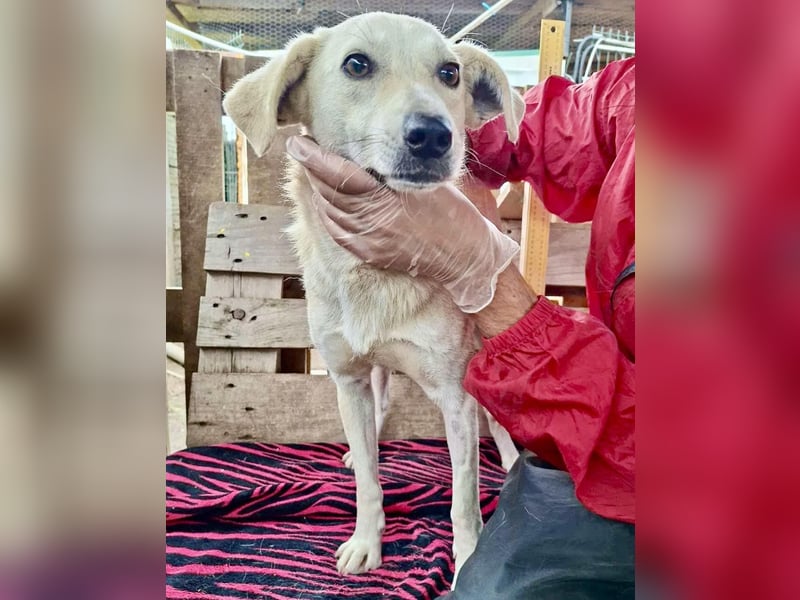 Nala – zierliche, sanfte Hündin sucht erfahrenes Zuhause