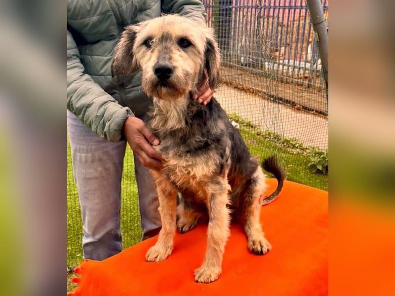 Candy – sanfte Schmusemaus sucht ihr Happy End