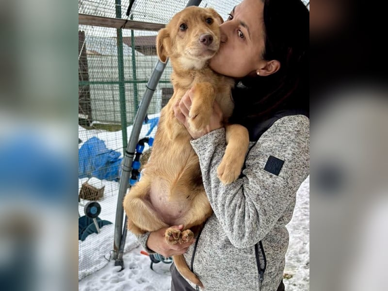 Bildhübsches Welpenmädchen Lumi