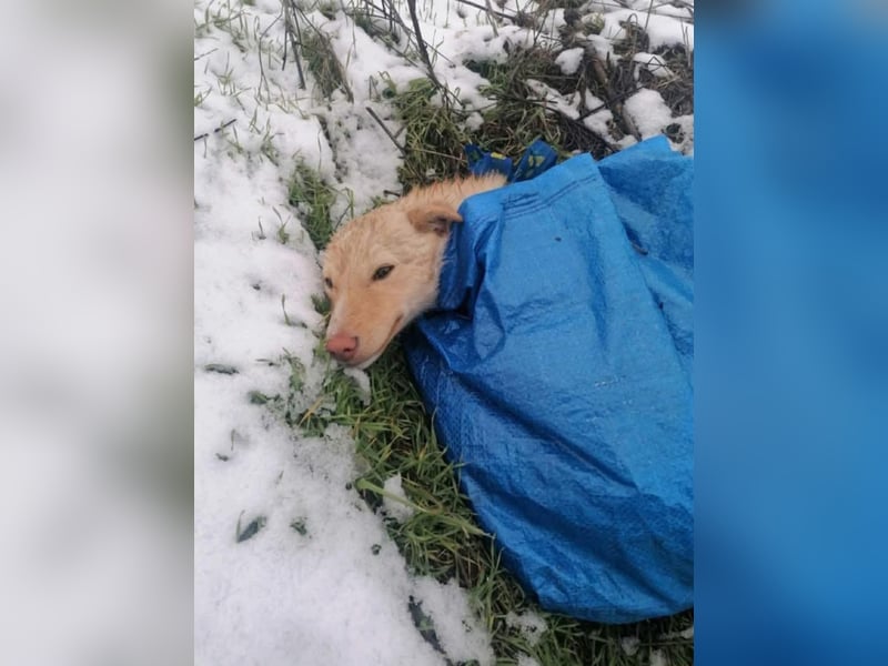 Zuckersüßes Hundemädchen Lesedi