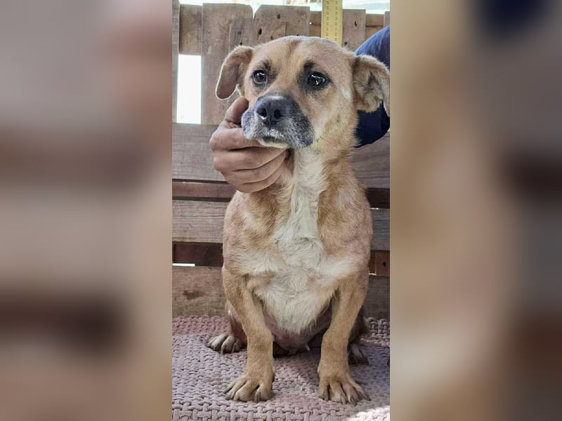 Lisa – sanfte Hündin mit großem Herzen