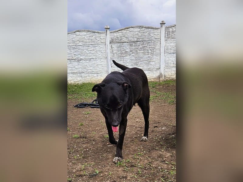 Amy – sanfte Junghündin sucht Geborgenheit