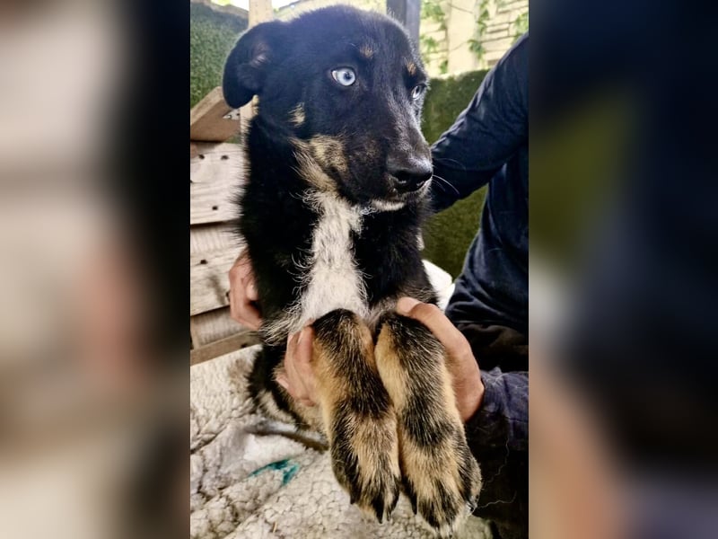 Bobby – junger Hundebub sucht liebevolle Menschen