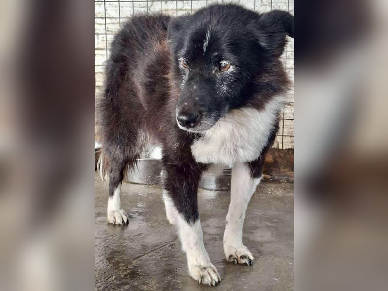 Trauriger, verwaister Pedro