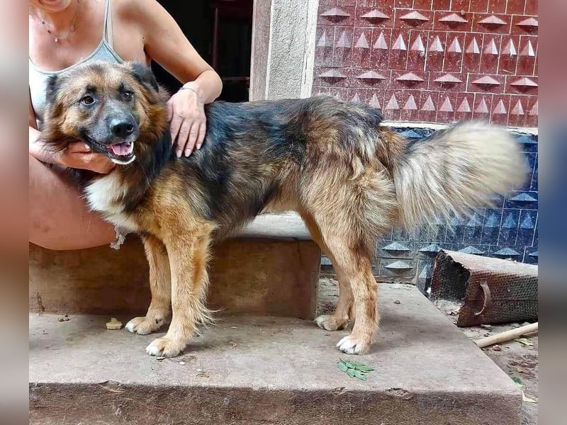 Mimo liebt Menschen und andere Hunde