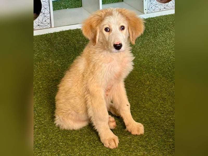 Tino, kleines Eisbärchen sucht sein Glück