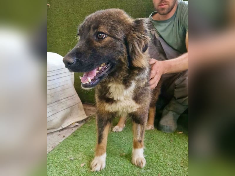 Sanfte Fenja sucht ihr Für immer Zuhause