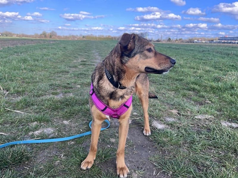 Sanfte Seele Jessy sucht ihr Für-immer-Zuhause